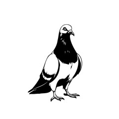 Monochrome elegance of a standing pigeon rendered with graphic minimalism against a pure white