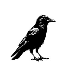 Raven silhouette vector illustration standing majestically with detailed plumage highlighting