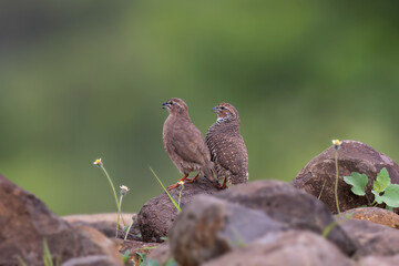 Rock bush quail couple (Perdicula argoondah) at Bhigwan, Maharashtra, India