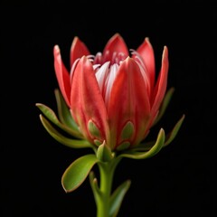 Fototapeta premium Captivating Red Protea Flower Bloom Isolated on a Stark Black Background Detailed Macro Photography