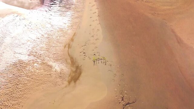 Animal Footprints Crossing Sandy Riverbank with Branches in Tambopata, Peru, Aerial