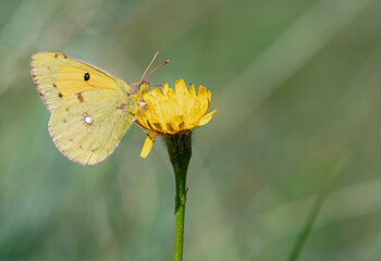 butterfly on flower