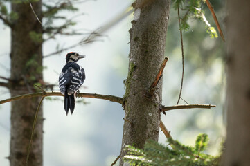 great spotted woodpecker