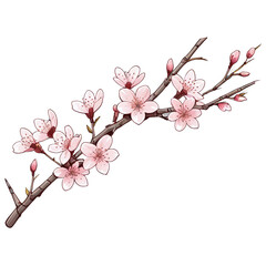 Delicate Pink Cherry Blossom Branch Illustration