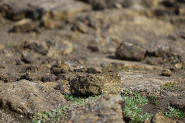 Close-up of porous volcanic rocks with green moss and small plants sprouting in between the cracks. The rugged texture highlights the raw volcanic nature of Icelandic landscapes.
