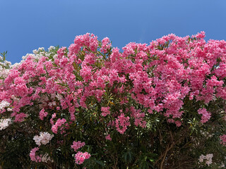 Blooming oleander nerium shrub pink flowers.