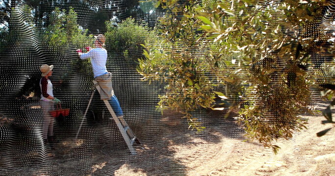 Harvesting farmers wearing gloves on ladder picking olives from branches in olive grove, red crate