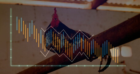 Perching rooster displaying black feathers, red comb on beam in barn, overlaid with financial chart