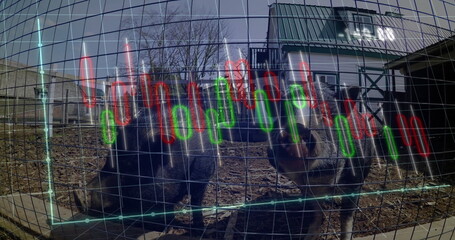 Two wombats pressing against wire mesh fence in sanctuary, with financial candlestick chart overlay