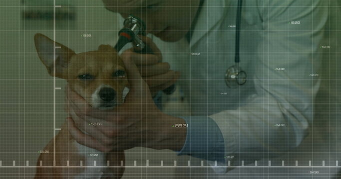Inspecting veterinarian wearing coat examining dog ear on exam table in vet clinic, using otoscope