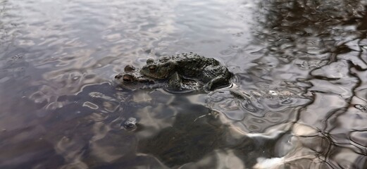 Frog amplexus mating season, river habitat camouflaged reproduction. Small male large female amphibians riding piggy-back. Rippled surface water pond, toad breeding. Frog-spawn swimming fertilisation