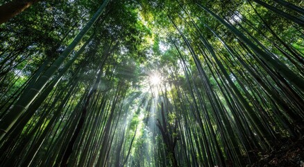 Sunlight piercing a dense bamboo forest