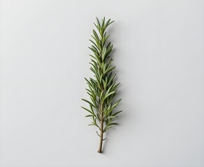 fresh green rosemary spring branch isolated on a clean white background for cooking or herbal concept
