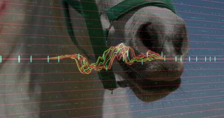 Displaying horse muzzle wearing green nylon halter at barn with financial chart overlay, copy space