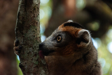 Lémur coronado en la reserva Palmarium (Canal de Pangalanes) de Madagascar
