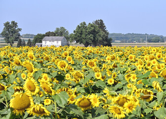 Field of Sunflowers