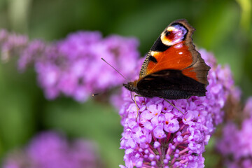 European Peacock butterfly (Aglais io, Inachis io) feeds on buddleia