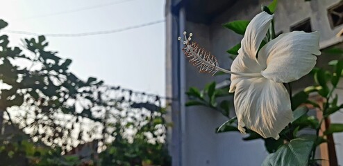 A close-up shot of a white hibiscus flower in full bloom, captured in natural sunlight with a blurred background of trees, leaves, and a building © Hari