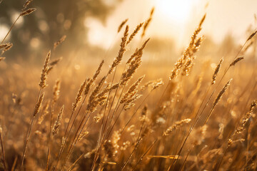 Fototapeta premium Blurry Summer Field with Golden Sunlight Through Tall Grass – Warm Nature Background