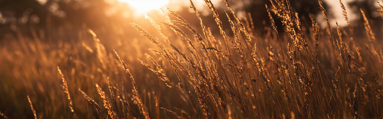Fototapeta premium Blurry Summer Field with Golden Sunlight Through Tall Grass – Warm Nature Background