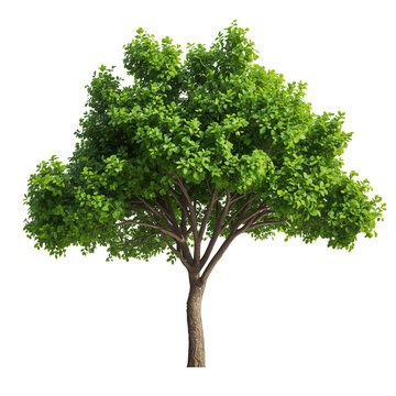 Tree on transparent background, real tree green leaf isolate die cut png file