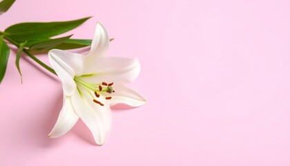 Easter White Lily, Fresh spring white lilies with green leaves on pink background, flat lay, top view, copy text space