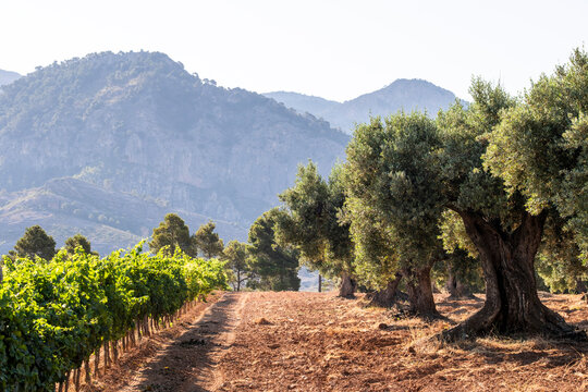 Vineyard path with olive trees in Horta de Sant Joan, Terra Alta DOP, Catalonia, Spain, representing Mediterranean viticulture, Garnacha Blanca wine heritage and agricultural cultural landscape