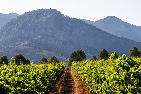 Vineyard with mountains in background in Horta de Sant Joan, Terra Alta DOP, Catalonia, Spain, illustrating Mediterranean viticulture heritage, Garnacha Blanca identity and wine tradition