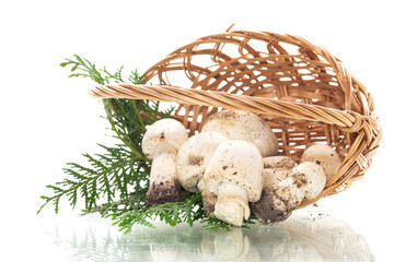 Seasonal natural champignon mushrooms in wicker basket