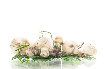 Natural harvest of fresh champignon mushrooms on clean white background