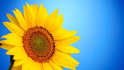 Fototapeta premium sunflower closeup on blue background, Bright yellow sunflower against a soft blue background highlighting nature's beauty and cheerful vibes