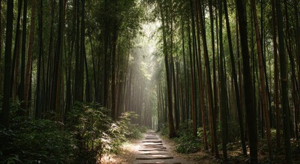 Fototapeta premium A sunlit path through a dense bamboo forest