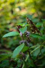A Jersey tiger moth (Euplagia quadripunctaria) perched on a wildflower in the Tebe puszta meadow, part of the Bükk Mountains, Hungary.