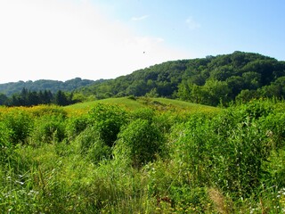 landscape with green field and blue sky