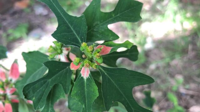 Dynamic close-up of vibrant green leaves and delicate buds opening in spring, a botanical exploration of nature's intricate details and natural beauty, perfect for nature documentaries