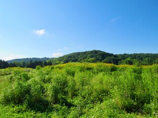 A meadow in a park 
