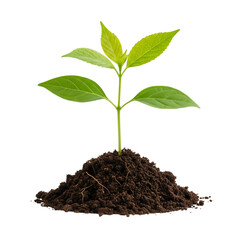 Small Green Plant Growing from a Mound of Soil on transparent background
