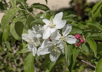 Fleurs de Malus spectabilis