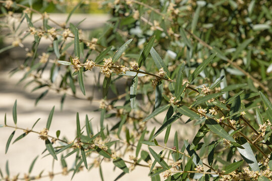 Phillyrea angustifolia