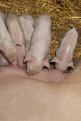 Several adorable newborn piglets are happily nursing from their mother in a warm barn filled with...