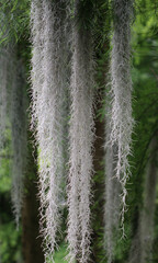 Louisianamoos - Spanish Moss