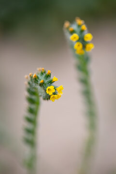 Real Outdoor Flower Amsinckia Calycina, Hairy Fiddleneck, Yellow Burweed Gromwell, Native to Argentina and Chile