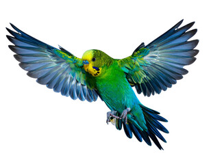 Flying Budgerigar with Spread Wings, Dynamic Pose, Isolated