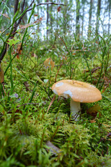 mushroom on a tree with moss, forest details close-up