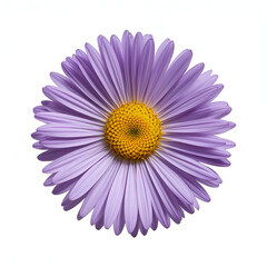 Violet aster flower with thin petals and yellow center isolated on white background photorealistic

