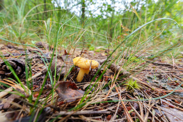 mushroom on a tree with moss, forest details close-up
