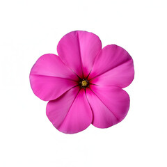 Obraz premium Pink impatiens bloom with rounded petals isolated on white background photorealistic 