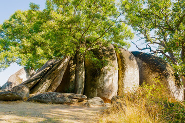 Granite rock formations with tall green trees in sunny forest landscape and dry grass in foreground