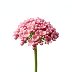 Obraz premium Delicate Pink Flower Cluster