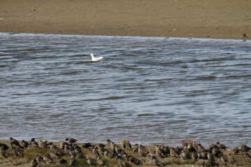 Vögel an der Küste